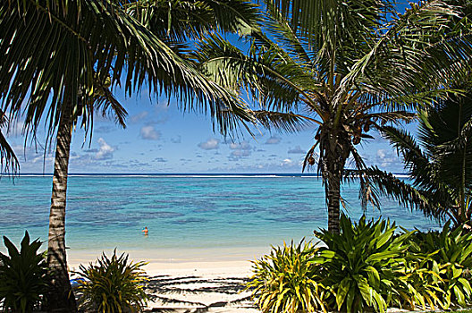 库克群岛,拉罗汤加岛,棕榈树,海滩
