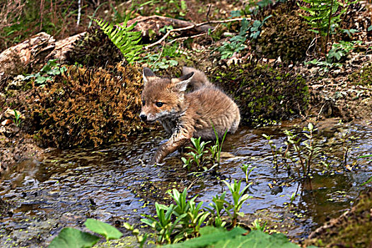 红狐,狐属,幼兽,站在水中,诺曼底