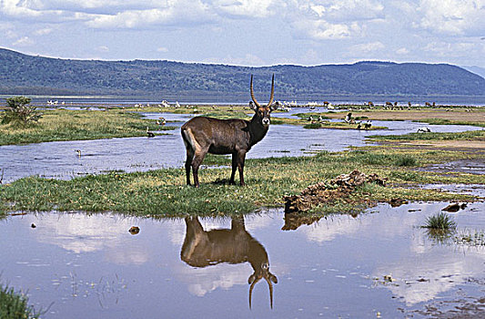水羚,成年,雄性,肯尼亚
