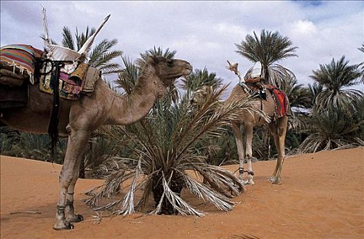沙漠,沙丘,干燥,干旱,骆驼,哺乳动物,撒哈拉沙漠,利比亚,非洲,动物