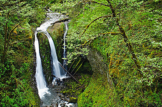 瀑布,哥伦比亚河峡谷国家风景区,俄勒冈,美国