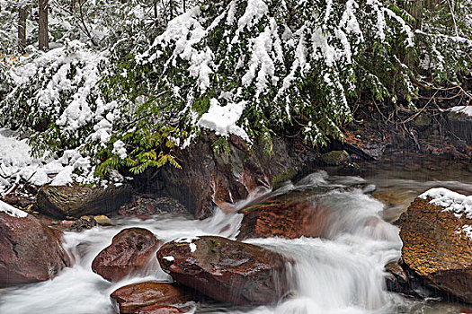 早,冬天,雪,溪流,冰川国家公园,蒙大拿,美国