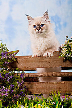 小猫,神圣,缅甸猫,站立,栅栏