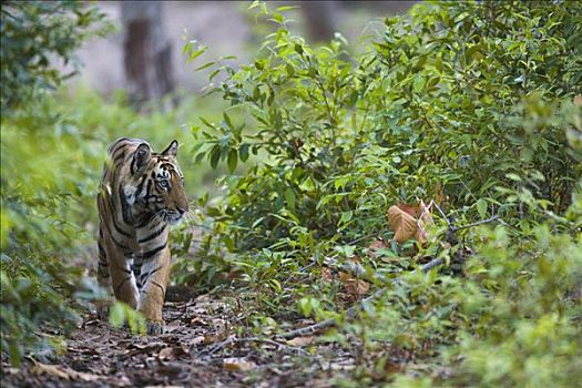 孟加拉虎,虎,老,幼小,尾随,荫凉,树林,干燥,季节,四月,班德哈维夫国家公园,印度