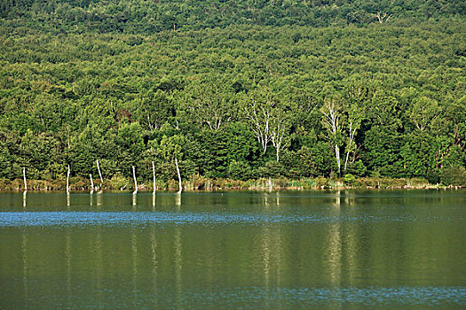 白桦树,山坡,湖泊