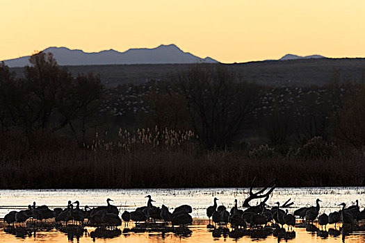 沙丘鹤,鹅,举起,黎明,博斯克德尔阿帕奇,新墨西哥