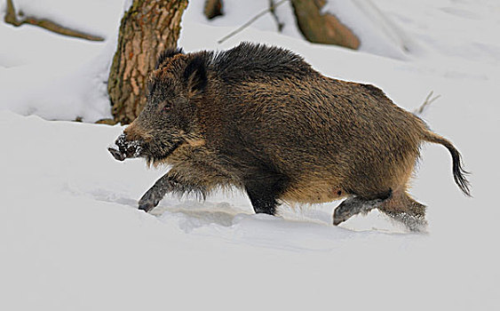 野猪,跑,雪,俘获,北莱茵威斯特伐利亚,德国,欧洲
