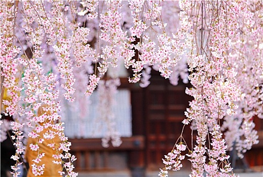 哭,樱花,日本寺庙,背景