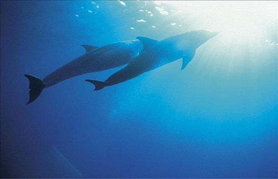 海豚,宽吻海豚,红海,海洋动物,哺乳动物,太阳光线,动物