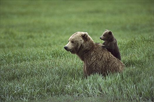 大灰熊,棕熊,阿拉斯加
