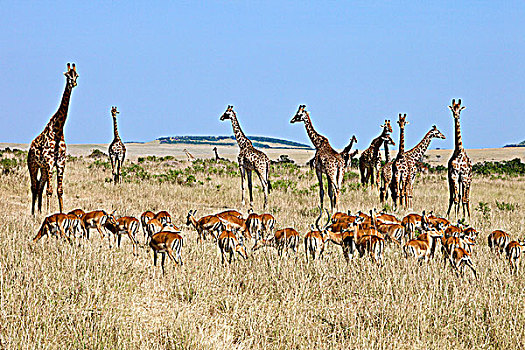 牧群,放牧,靠近,长颈鹿,马赛马拉国家保护区