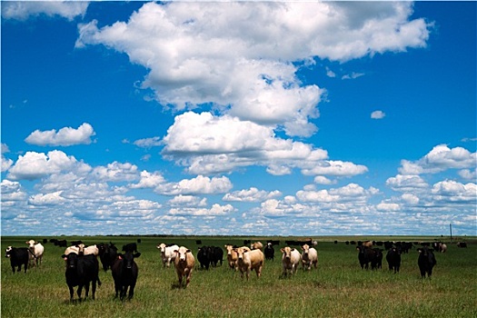 母牛,漂亮,白天,牧场,牲畜