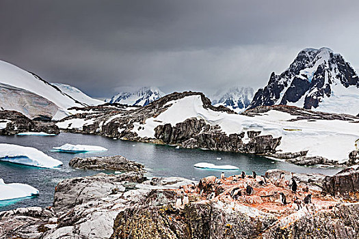 巴布亚企鹅,冰山,岸边,岛屿,南极