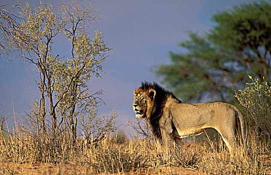 狮子,雄性,卡拉哈迪大羚羊国家公园,卡拉哈里沙漠,南非,非洲