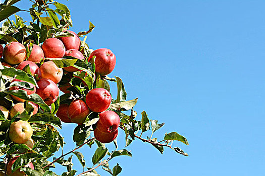 鲜明,红苹果,生长,高,树