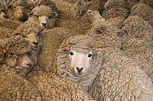 家羊,绵羊,多,混合,毛织品,羊肉,福克兰群岛