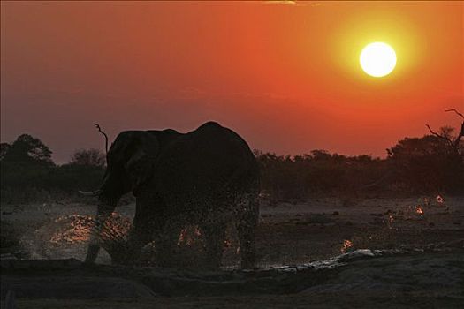 非洲象,水坑,日落,萨维提,乔贝国家公园,博茨瓦纳,非洲