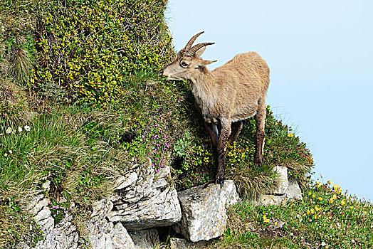 阿尔卑斯野山羊,羱羊,陡峭,地形,伯恩高地,伯恩,瑞士,欧洲