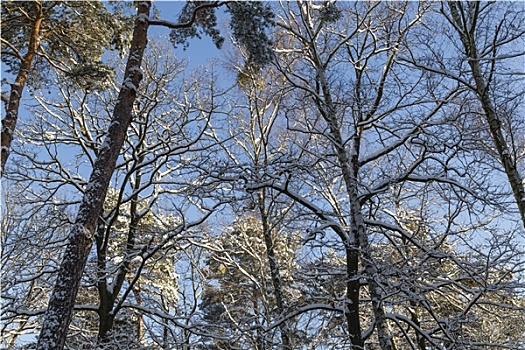 森林,冬天