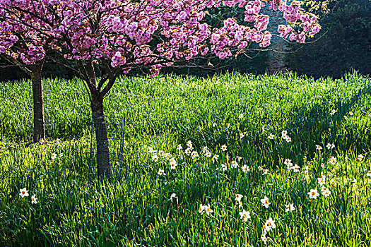樱桃树,不动产,威尔特,春天