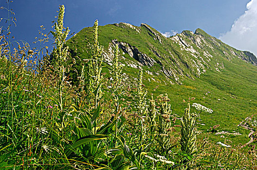 白色,菟葵,相册,沃州,阿尔卑斯山,瑞士,欧洲
