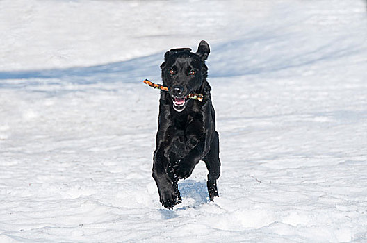 黑色拉布拉多犬,玩雪