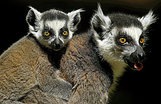 环尾狐猴,狐猴,雌性,马达加斯加