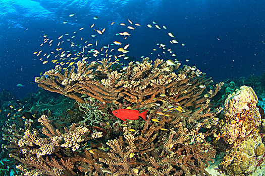 大眼鲷,隐藏,硬珊瑚,岛屿,多,班达海,印度尼西亚