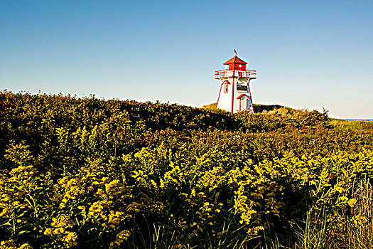 灯塔,秋麒麟草属植物,爱德华王子岛,国家公园,加拿大