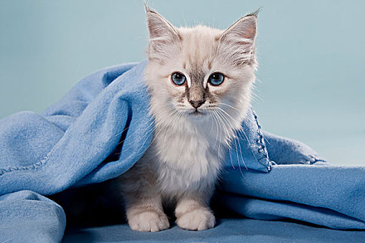 小猫,神圣,缅甸猫,毯子