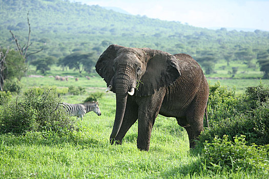 野生,大象,象科,非洲,博茨瓦纳,大草原