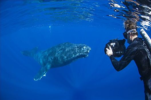 驼背鲸,大翅鲸属,鲸鱼,鲸,信任,拍摄,友好,国家,海洋,毛伊岛,夏威夷,提示,照相