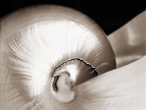 特写,光泽,鹦鹉螺贝壳,黑白照片
