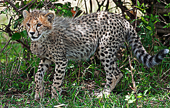 幼兽,印度豹,国家级保护区