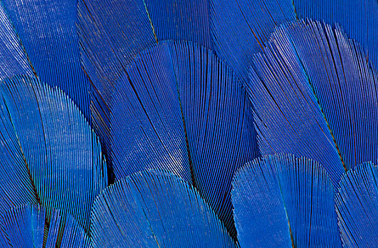 翼,羽毛,紫蓝金刚鹦鹉