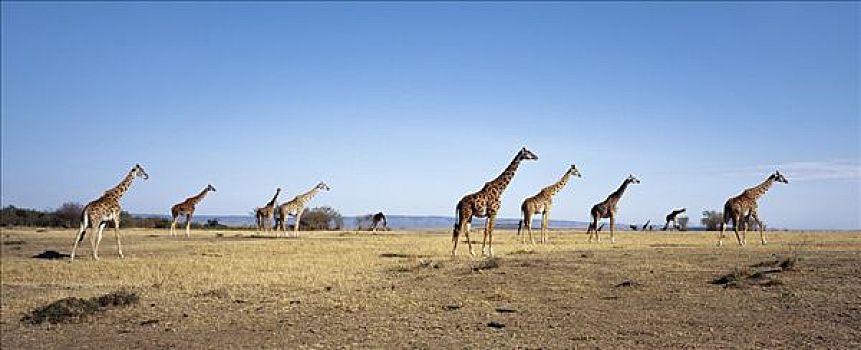 牧群,马赛长颈鹿,长颈鹿,大步走,干燥,草原,马塞马拉野生动物保护区