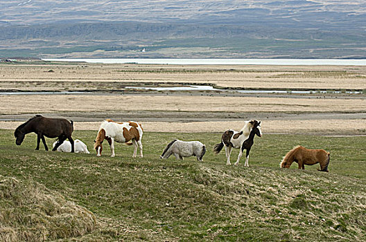 冰岛马,湖,冰岛