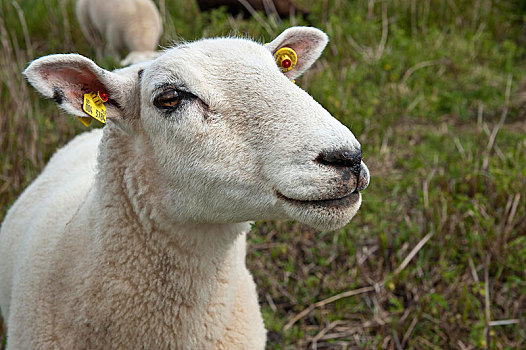 家羊,盐沼,自然保护区,湾,石荷州,德国,欧洲