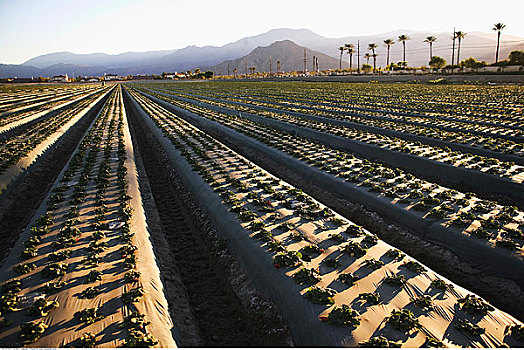 草莓,加利福尼亚,美国