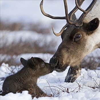 北美驯鹿,驯鹿属,依偎,堪察加半岛,俄罗斯
