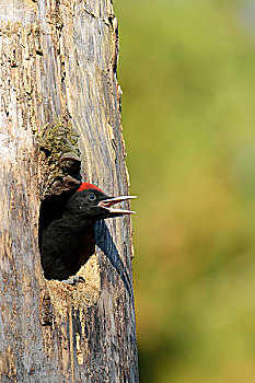 黑啄木鸟,雏鸟,向外看,巢穴,叫,国家公园,波兰,欧洲