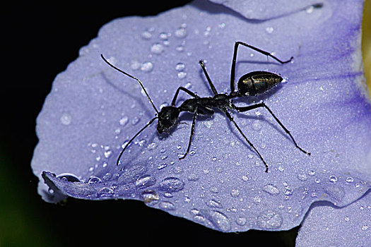 蚂蚁,马来西亚