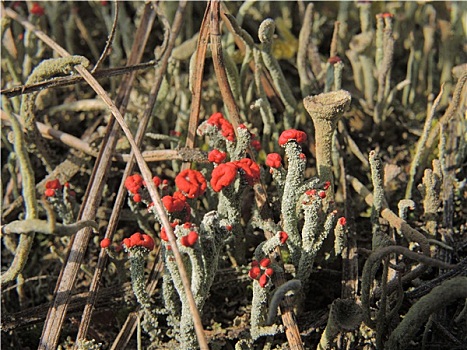 微距,英国,军人,苔藓,惊奇,红色,菌类,头部