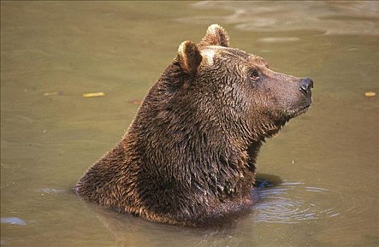 棕熊,水中,哺乳动物,肖像,动物