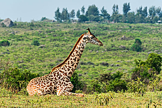 长颈鹿,坐,草地,阿鲁沙,区域,坦桑尼亚,非洲