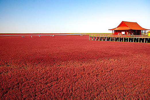 红海滩