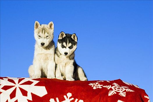 一对,哈士奇犬,小狗,毯子,蓝天,科罗拉多,冬天