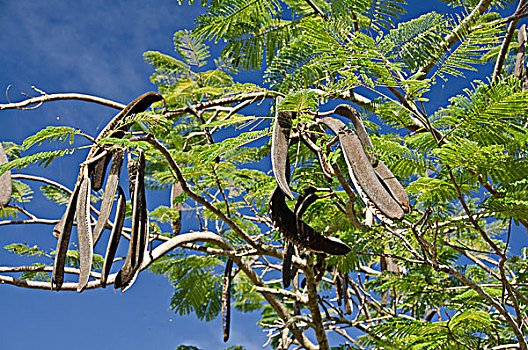 树,尼维斯岛,加勒比,北美