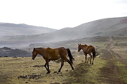 马,复活节岛,智利