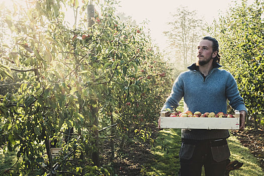 站立,男人,苹果园,拿着,板条箱,苹果,苹果丰收,秋天